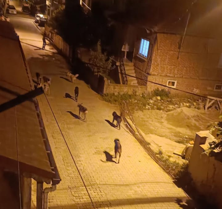 Akyazı'da sürüler halinde gezen köpekler korku saçıyor