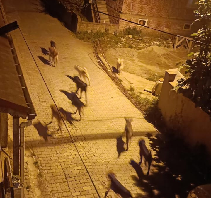 Akyazı'da sürüler halinde gezen köpekler korku saçıyor