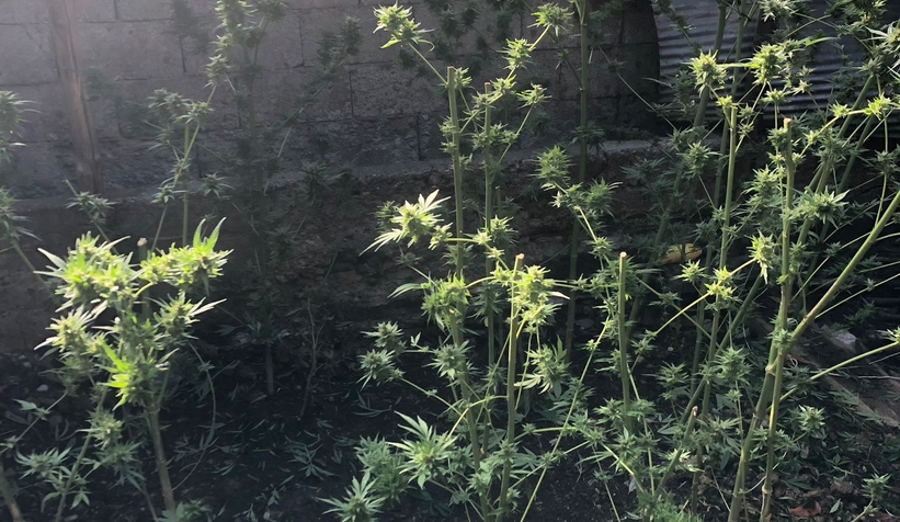 Akyazı'da uyuşturucu operasyonu