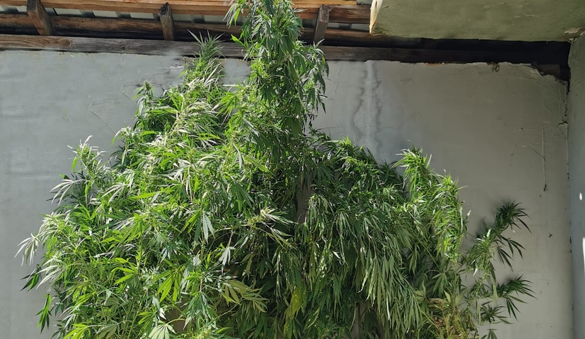 Akyazı'da uyuşturucu operasyonu