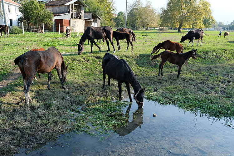 akyazi-da-yetistirdigi-atlar-pistlerde-boy-gosteriyoryu5tytncmn