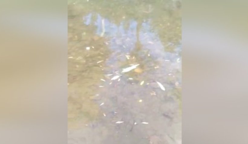Akyazı'daki o dere toplu balık ölümü