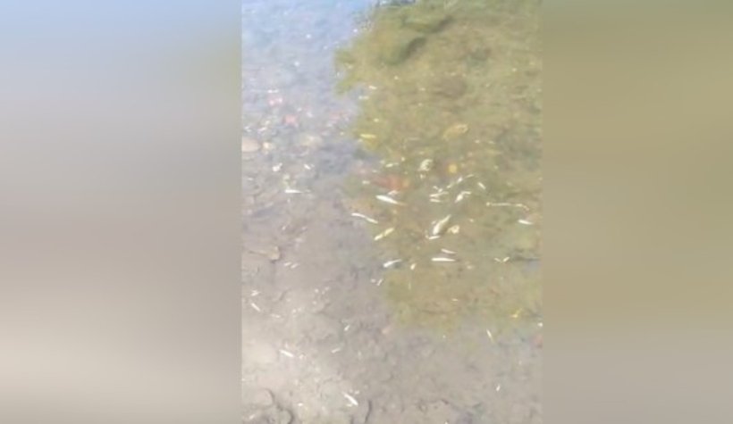 Akyazı'daki o dere toplu balık ölümü