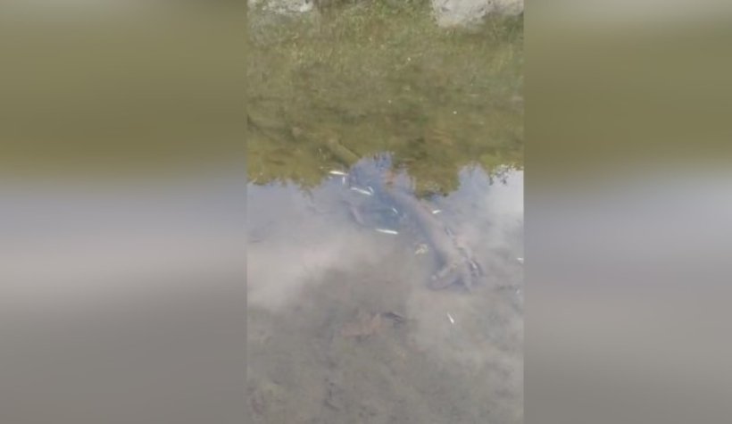 Akyazı'daki o dere toplu balık ölümü