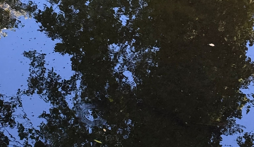 Akyazı Yağcılar Deresi kirlilikten siyaha döndü