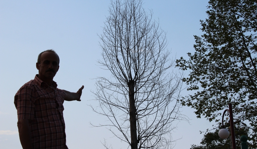 Akyazı’da asırlık çınar ağaçları kurumaya başladı; Vatandaş tedirgin
