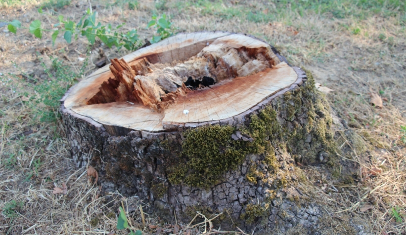 Akyazı’da asırlık çınar ağaçları kurumaya başladı; Vatandaş tedirgin