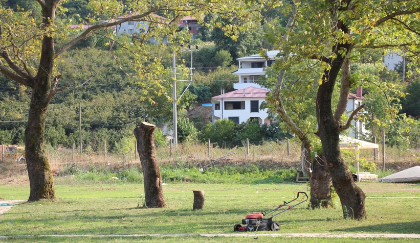 Akyazı’da asırlık çınar ağaçları kurumaya başladı; Vatandaş tedirgin