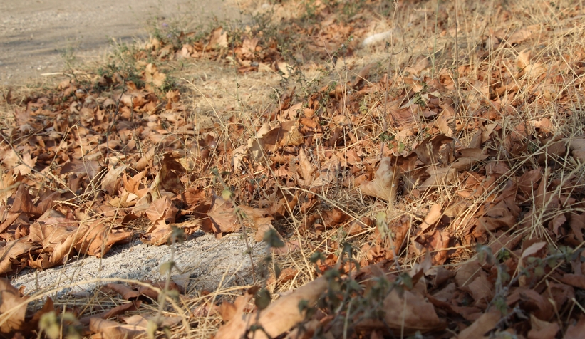 Akyazı’da asırlık çınar ağaçları kurumaya başladı; Vatandaş tedirgin