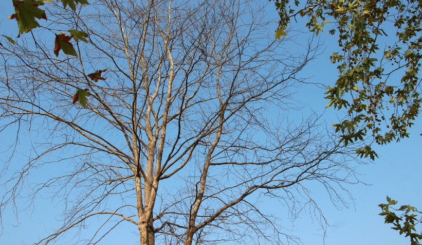 Akyazı’da asırlık çınar ağaçları kurumaya başladı; Vatandaş tedirgin