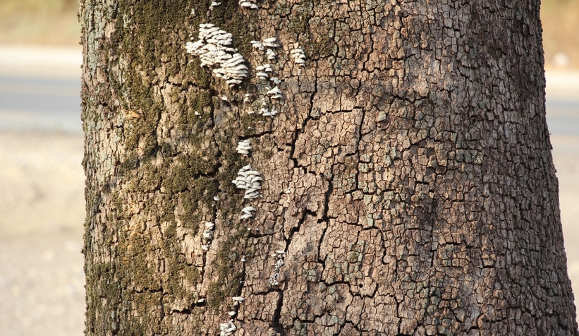 Akyazı’da asırlık çınar ağaçları kurumaya başladı; Vatandaş tedirgin