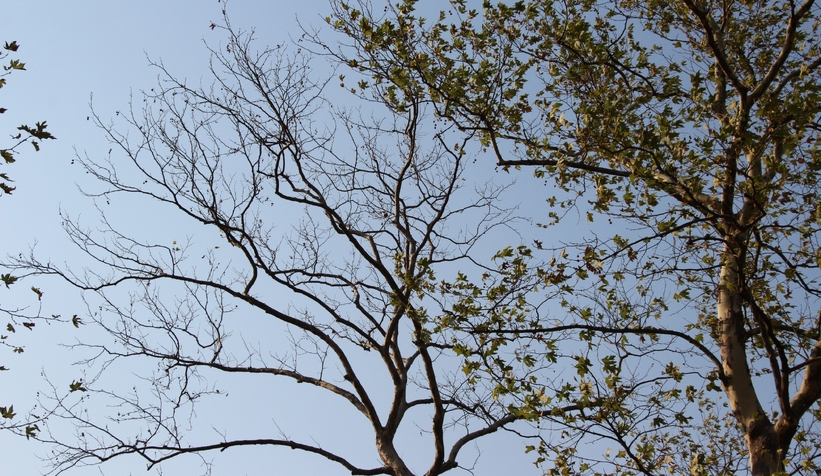 Akyazı’da asırlık çınar ağaçları kurumaya başladı; Vatandaş tedirgin