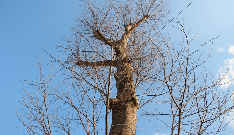 Akyazı’da asırlık çınar ağaçları kurumaya başladı; Vatandaş tedirgin
