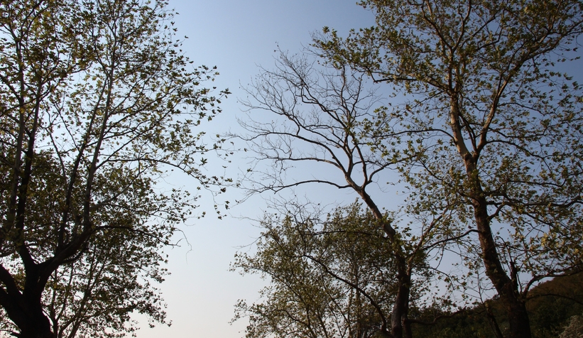 Akyazı’da asırlık çınar ağaçları kurumaya başladı; Vatandaş tedirgin