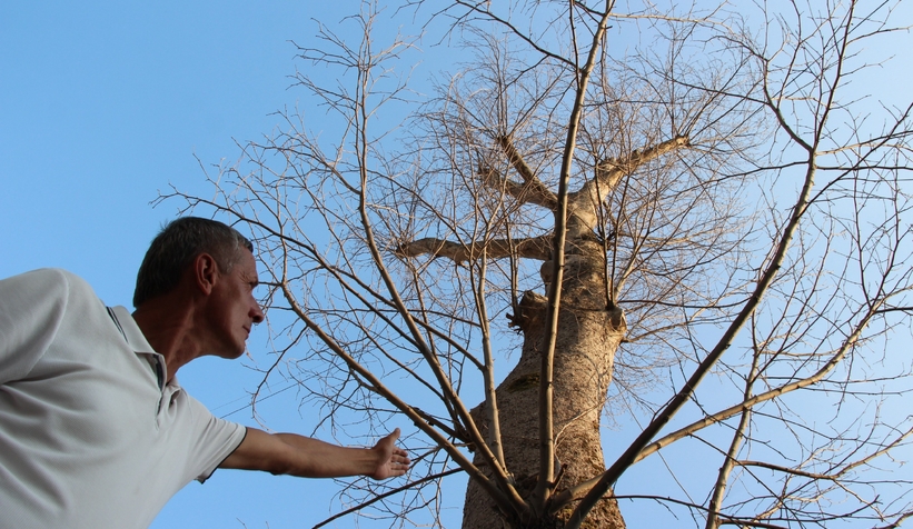 Akyazı’da asırlık çınar ağaçları kurumaya başladı; Vatandaş tedirgin