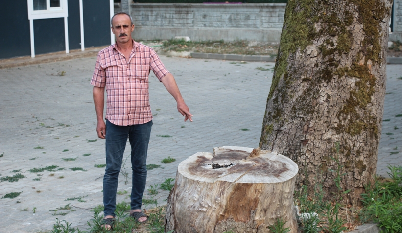Akyazı’da asırlık çınar ağaçları kurumaya başladı; Vatandaş tedirgin