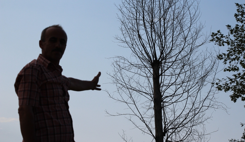 Akyazı’da asırlık çınar ağaçları kurumaya başladı; Vatandaş tedirgin