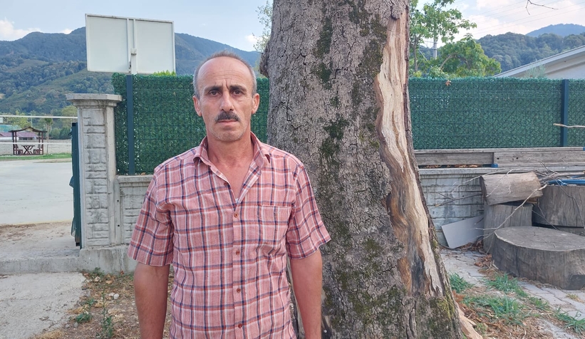 Akyazı’da asırlık çınar ağaçları kurumaya başladı; Vatandaş tedirgin