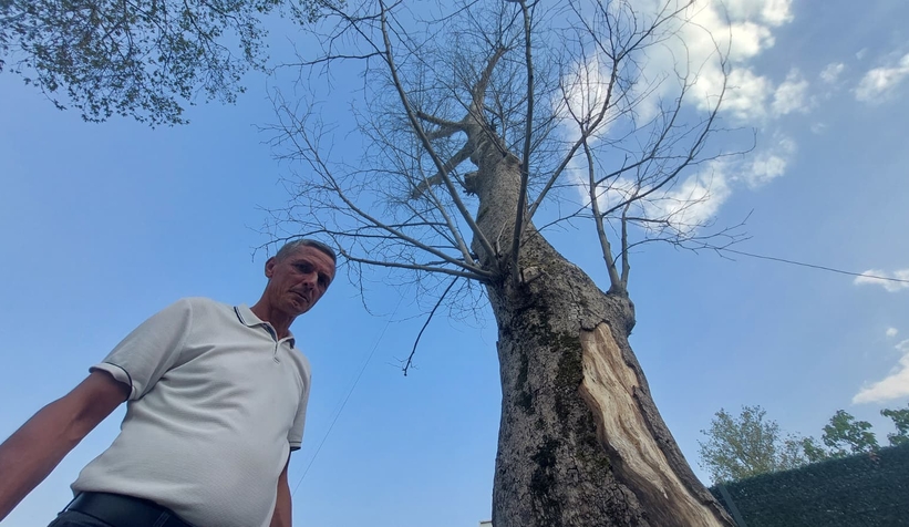 Akyazı’da asırlık çınar ağaçları kurumaya başladı; Vatandaş tedirgin