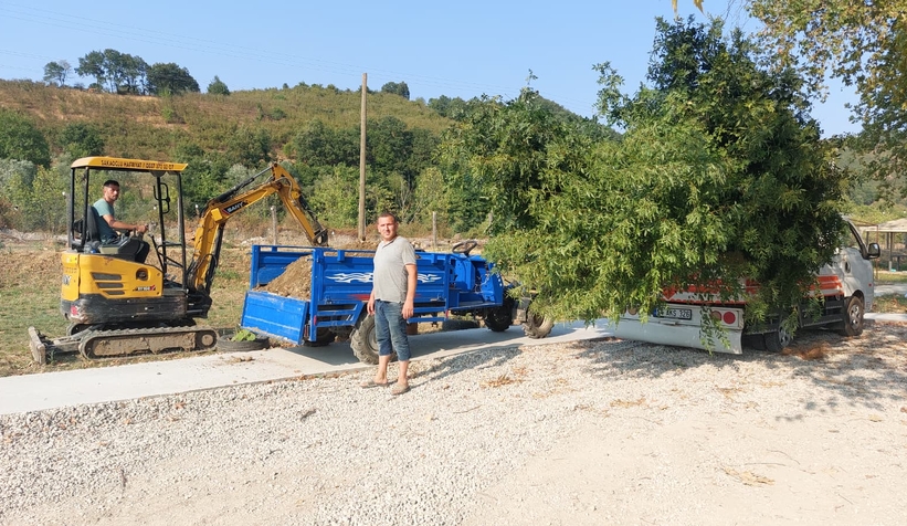 Akyazı’da asırlık çınar ağaçları kurumaya başladı; Vatandaş tedirgin