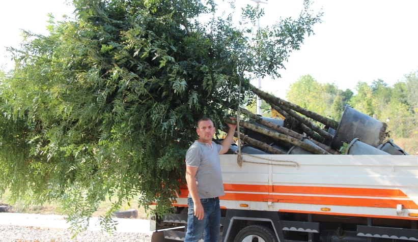 Akyazı’da asırlık çınar ağaçları kurumaya başladı; Vatandaş tedirgin