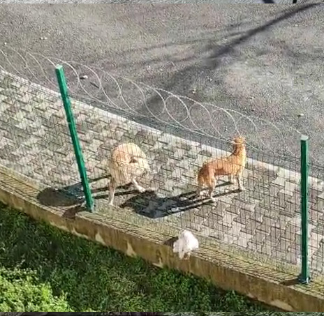 akyazida-sokak-kopekleri-sorunu-devam-ediyorbwxit3m2et