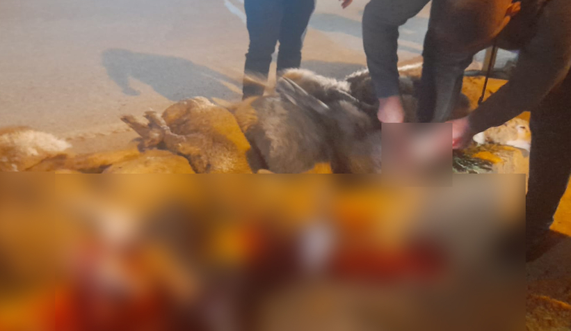 Akyazılı iş adamı Ömer Peker den zafer kutlaması