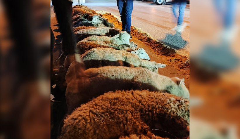 Akyazılı iş adamı Ömer Peker den zafer kutlaması