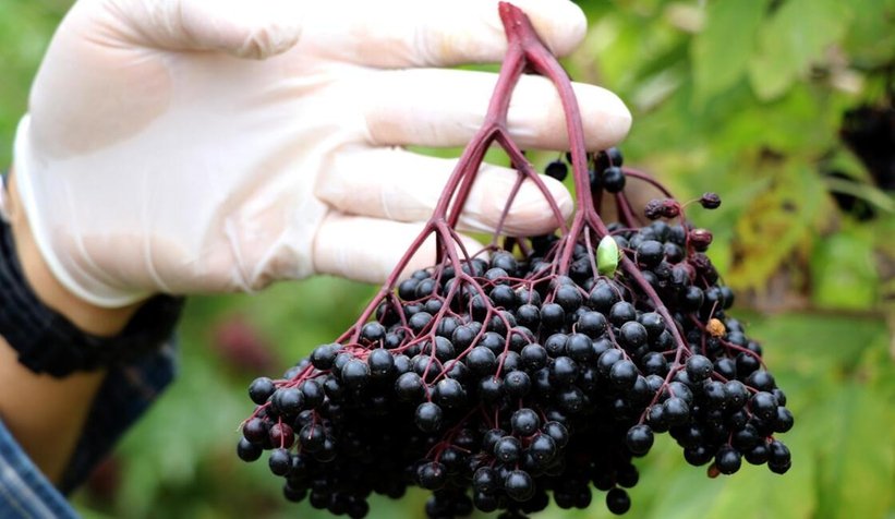 Akyazılı kadınlar Kara Mürver üretecek