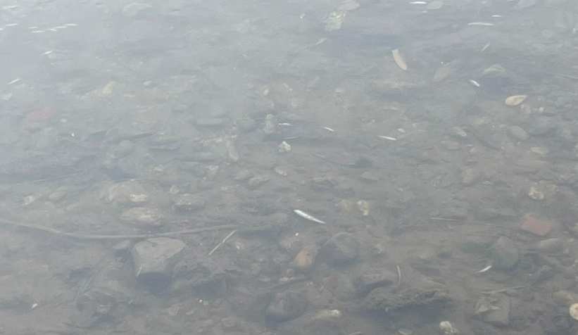 Alaağaç Deresi köpürdü, balıklar öldü