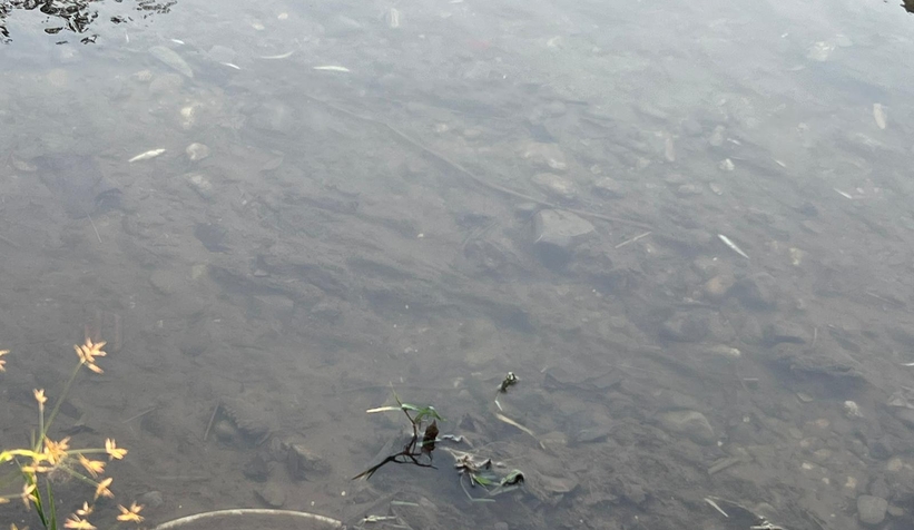 Alaağaç Deresi köpürdü, balıklar öldü