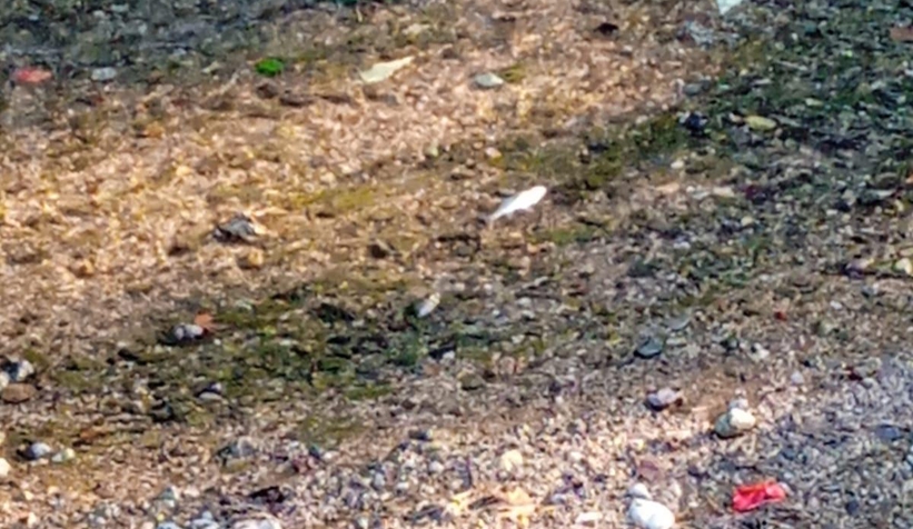 Alaağaç Deresi köpürdü, balıklar öldü