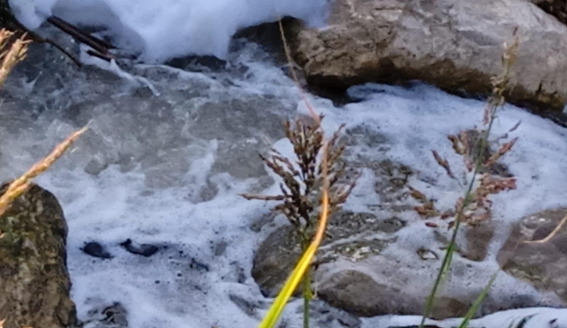 Alaağaç Deresi köpürdü, balıklar öldü