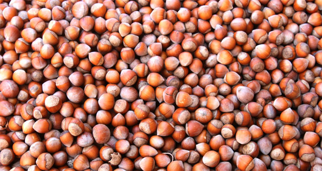 Ali Şener Bayraktar fındıkta fiyat beklentisini açıkladı