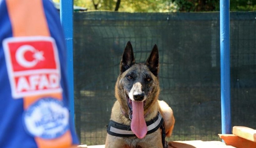 Altın burunlu köpekler Sakarya’da seçilecek
