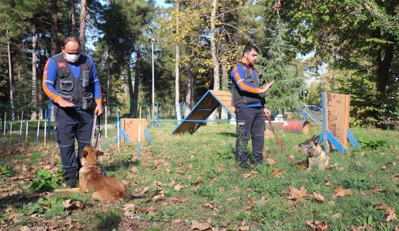 Altın burunlu köpekler Sakarya’da seçilecek