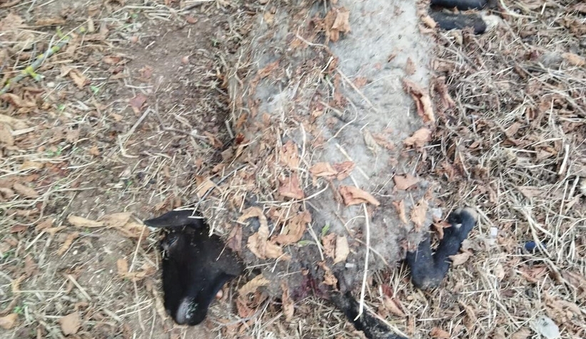 Altındere'de sokak köpekleri sürüye saldırdı