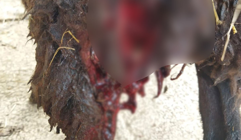 Altındere'de sokak köpekleri sürüye saldırdı