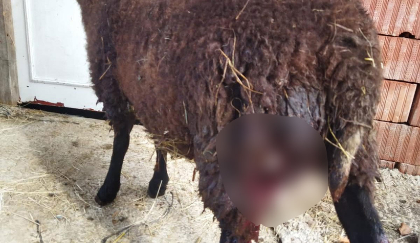 Altındere'de sokak köpekleri sürüye saldırdı