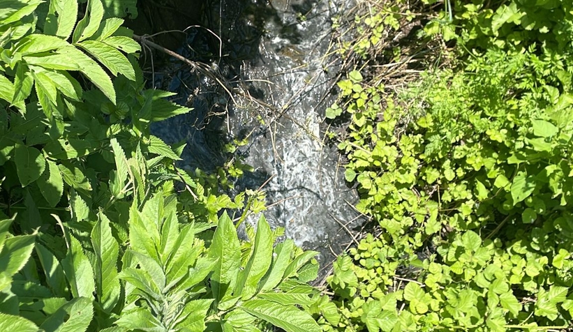 altindere-ve-camlicanin-pis-sulari-o-dereye-akiyormmlkqlyxmz