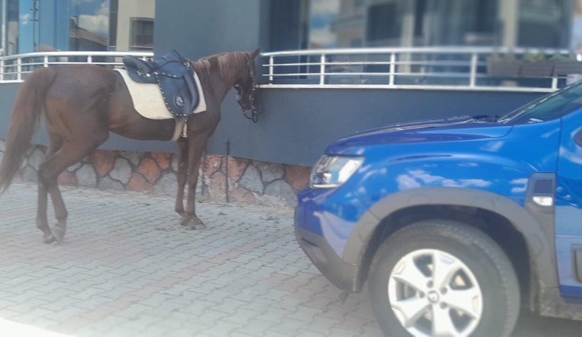 amcasinin-oglunun-atla-gel-istegine-gercekten-atla-geldiukmvrhntqj