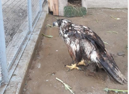 Ampute edilen Şah Kartal’a, Sakarya’da özenle bakılacak