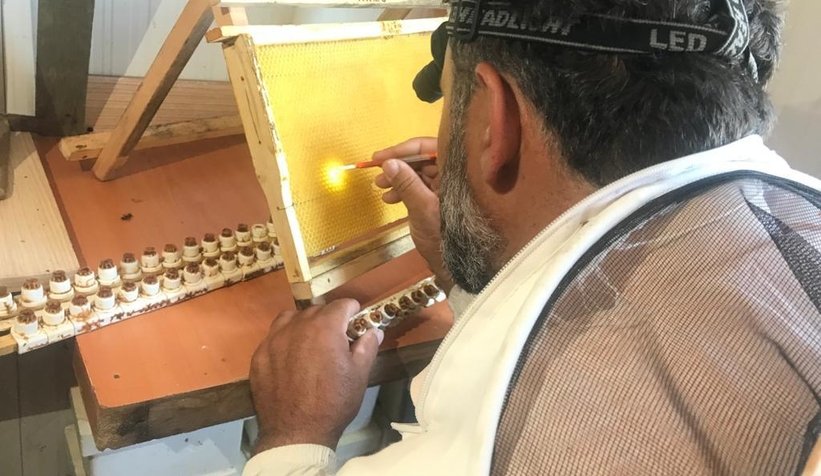 Ana arı üretimi eğitimleri tamamlandı