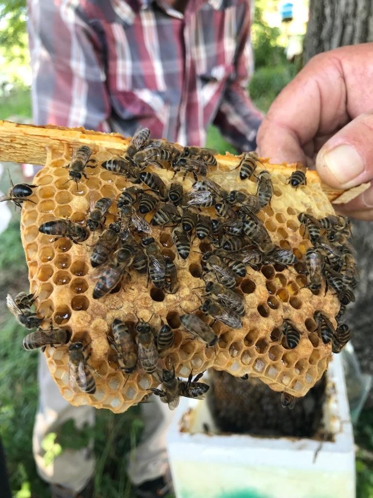 Ana arı üretimi eğitimleri tamamlandı