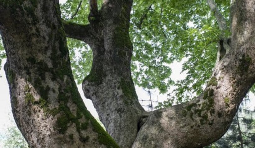 Anıt ağaçlar için güzergah değişti
