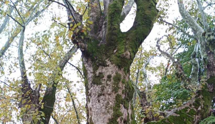 Anıt ağaçlar için güzergah değişti