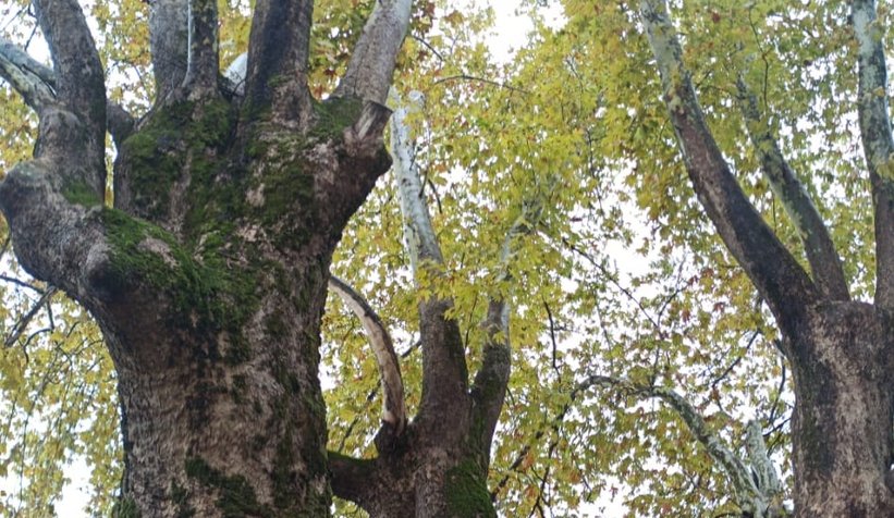 Anıt ağaçlar için güzergah değişti