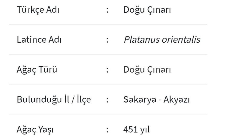 Anıt ağaçlar için güzergah değişti