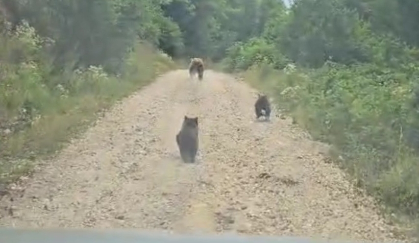 Anne ayı ve 2 yavrusunun sevimli halleri 