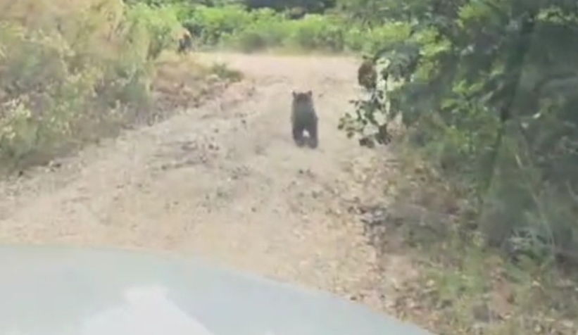 Anne ayı ve 2 yavrusunun sevimli halleri 